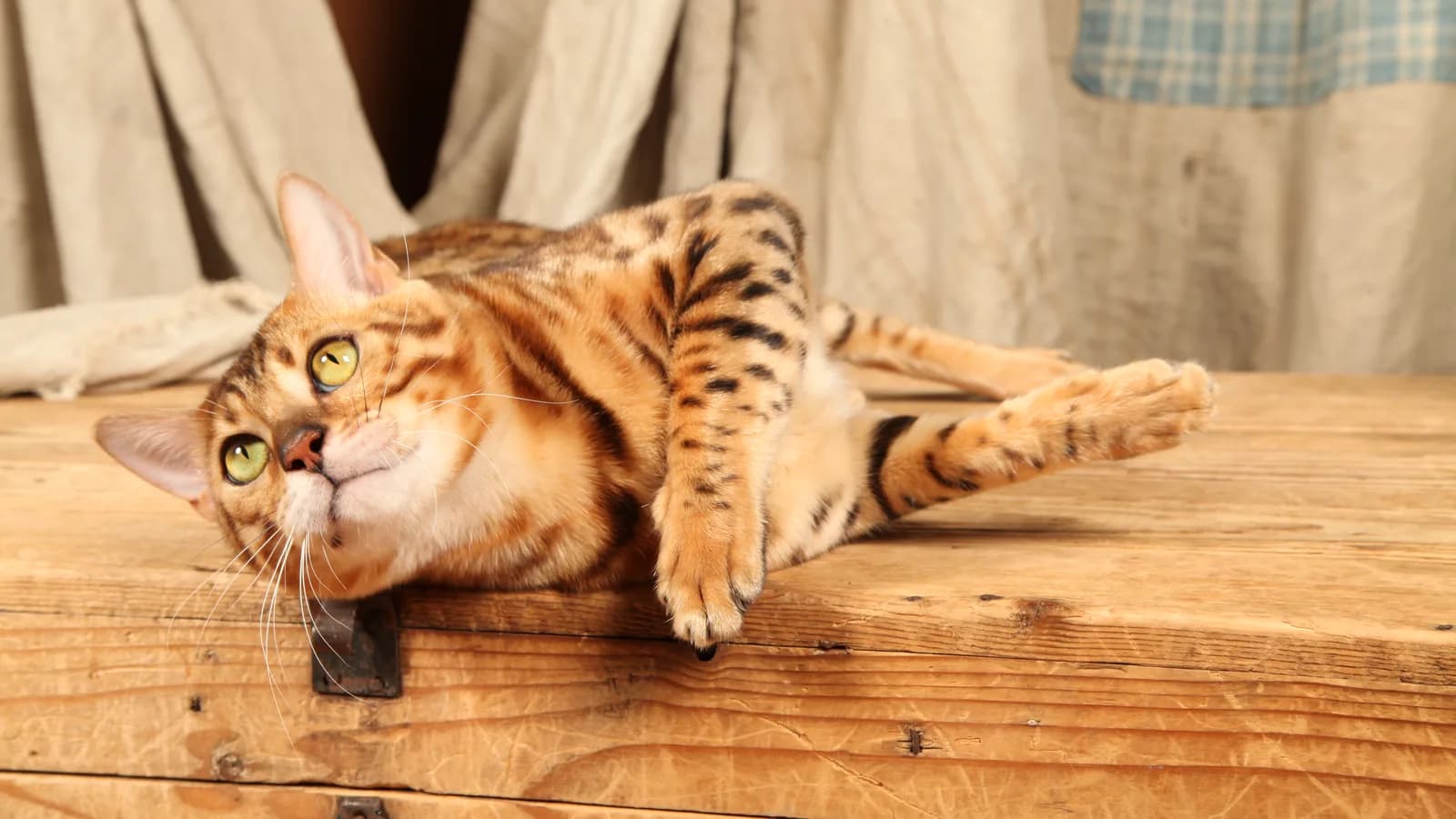 Brown rosetted Bengal cat lying playfully on a wooden chest, green eyes on the camera
