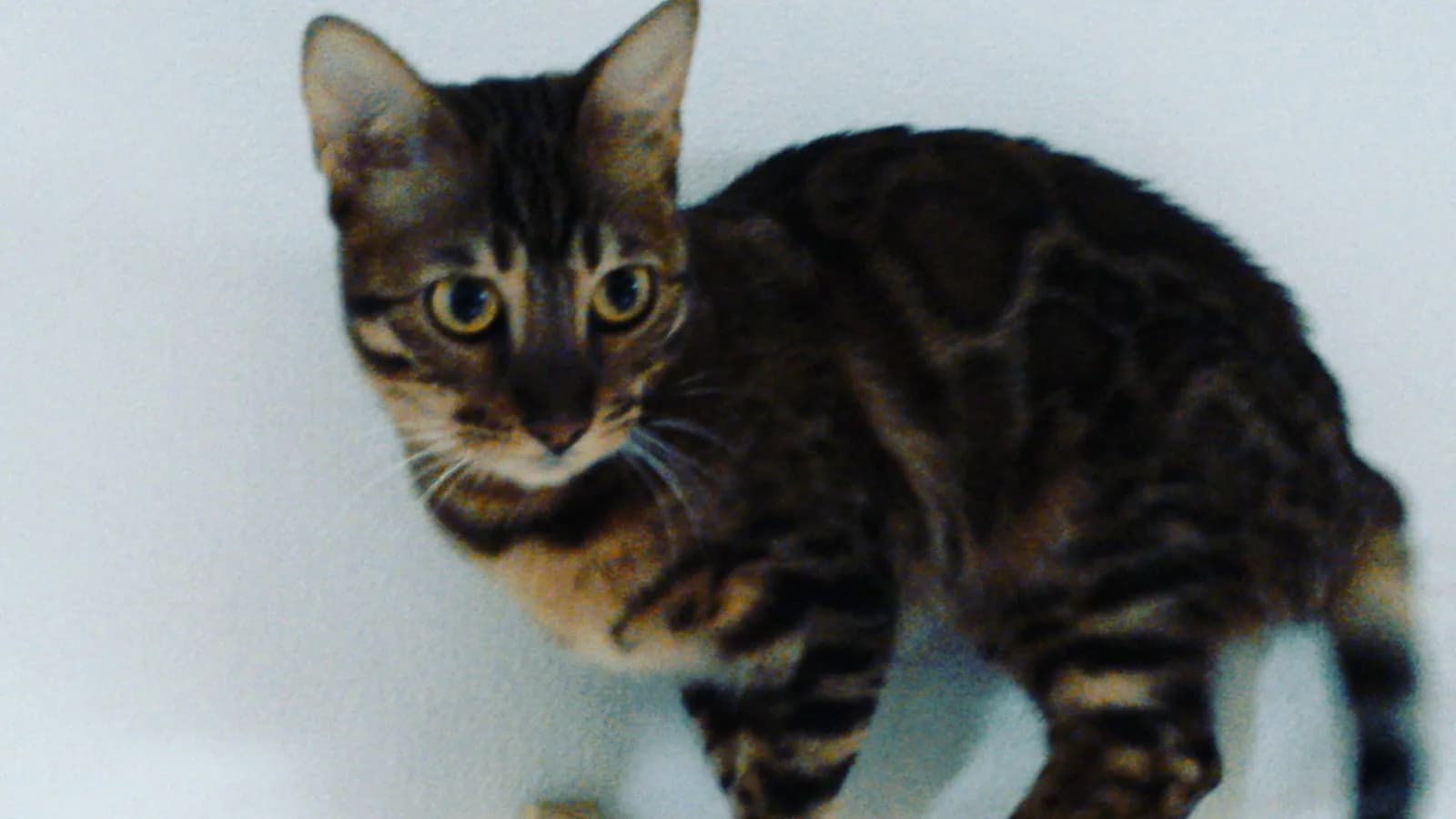 Charcoal Bengal cat with dark mask and low-contrast rosettes, crouched on a shelf