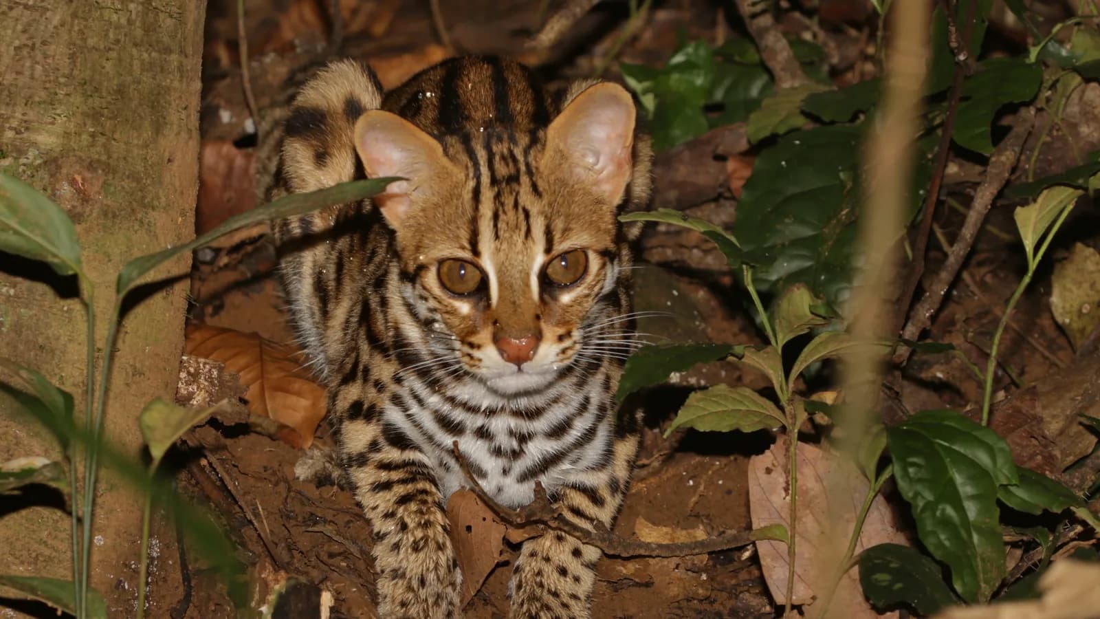 Asian leopard cat crouched on a forest floor at night, the wild parent of every Bengal