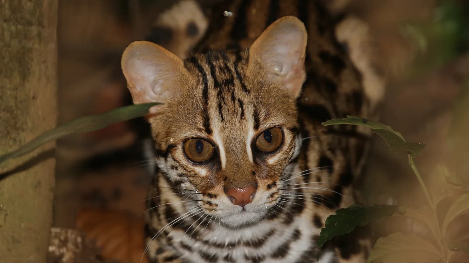 Asian leopard cat with amber eyes among forest leaves, the species behind the Bengal's name