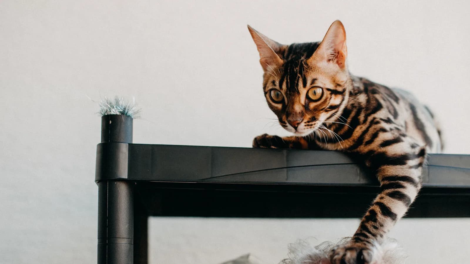 Bengal cat reaching down and resting a paw on a person's head