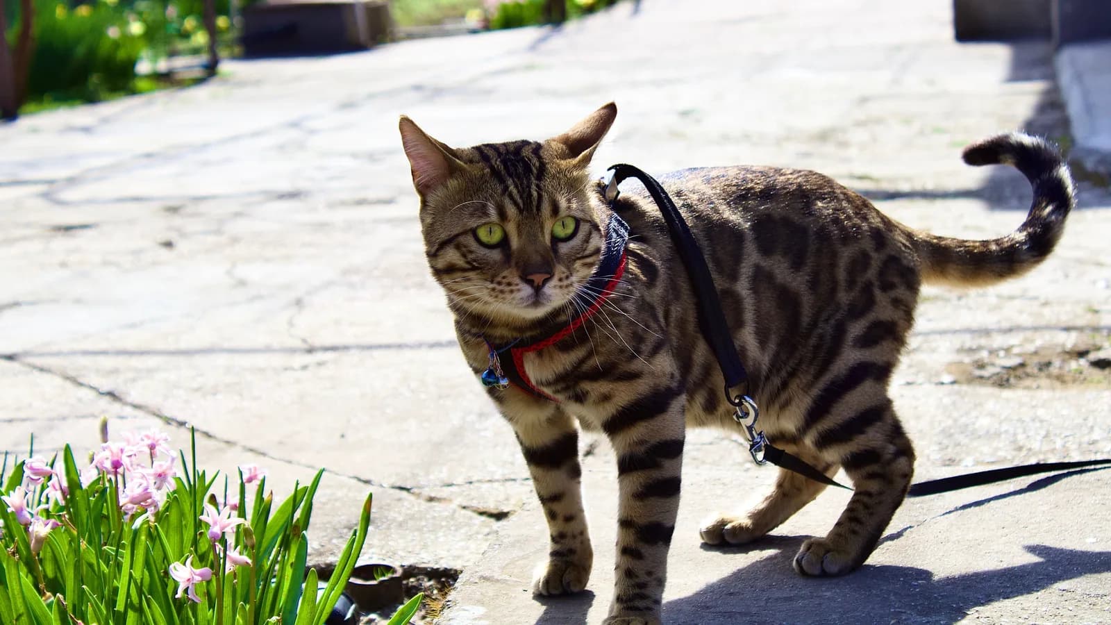 Bengal cat on a leash standing on a sunny pavement