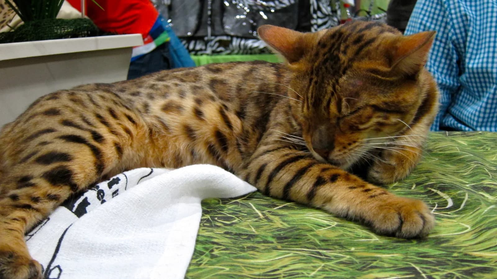 Adult Bengal cat asleep on a show bench
