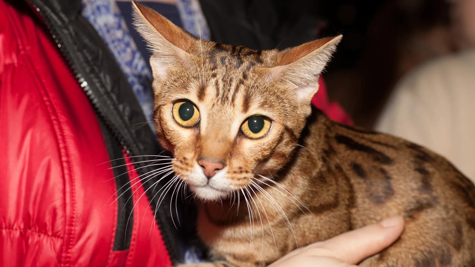 Bengal cat held in its owner's arms, rosettes and profile in view