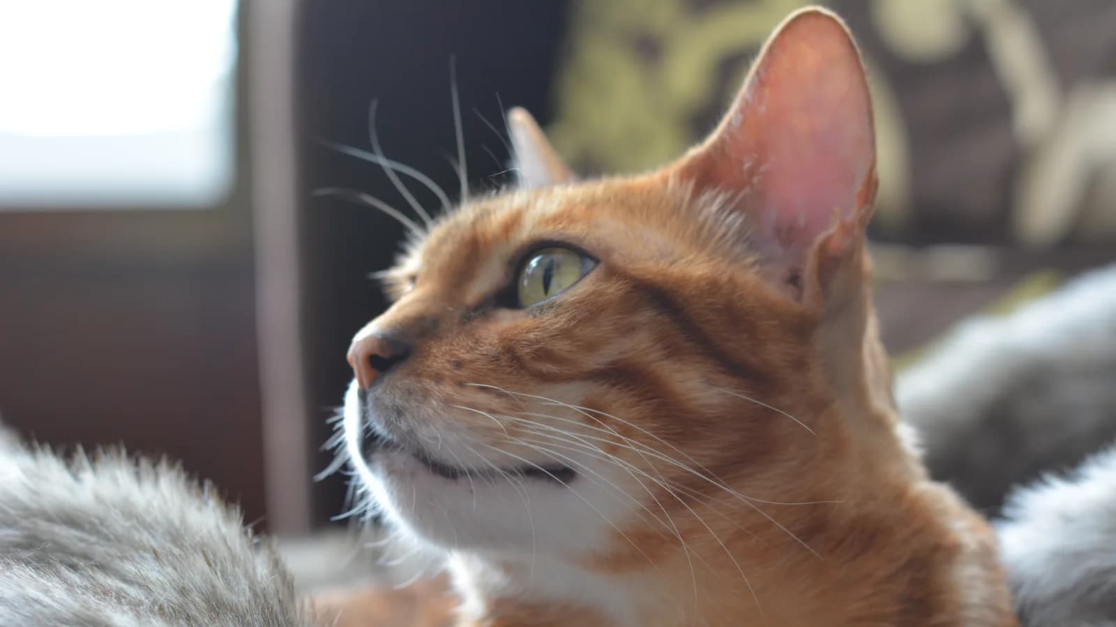 Expressive Bengal cat face in profile, looking up