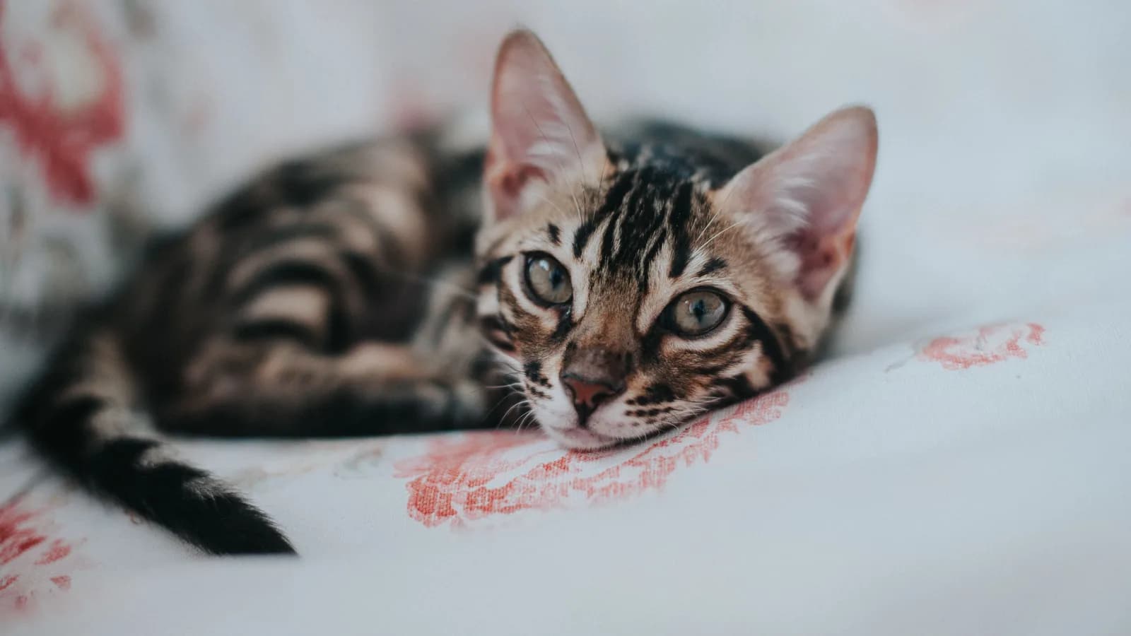 Young Bengal resting on floral fabric, short close-lying coat in focus