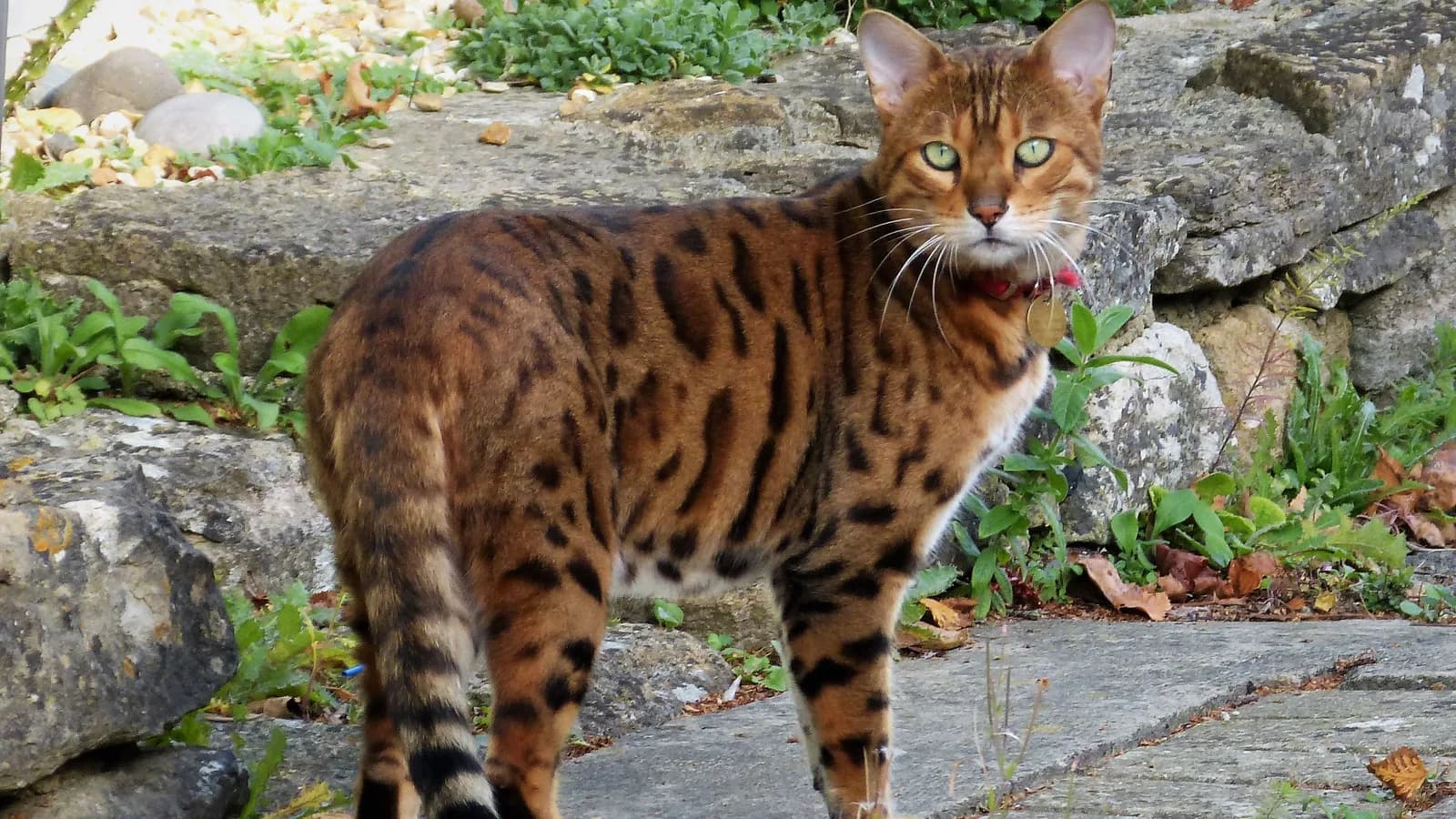 Full-body Bengal cat standing on a garden path, long muscular build visible