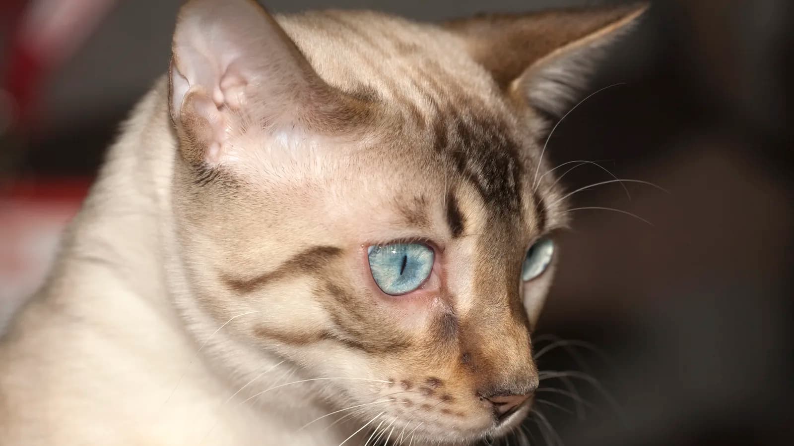 Seal lynx point snow Bengal with blue eyes and ivory coat, close portrait
