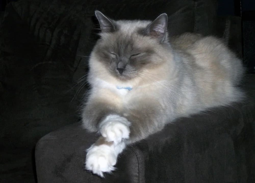 Birman male with a white-gloved paw extended