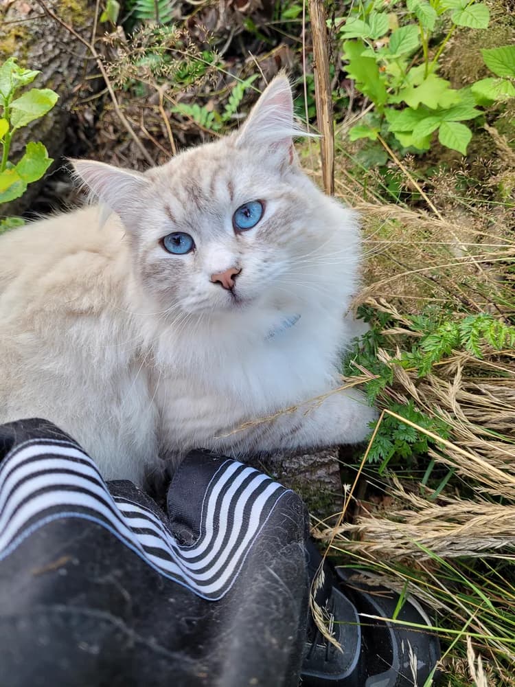 Birman outdoors looking up, blue eyes catching the light