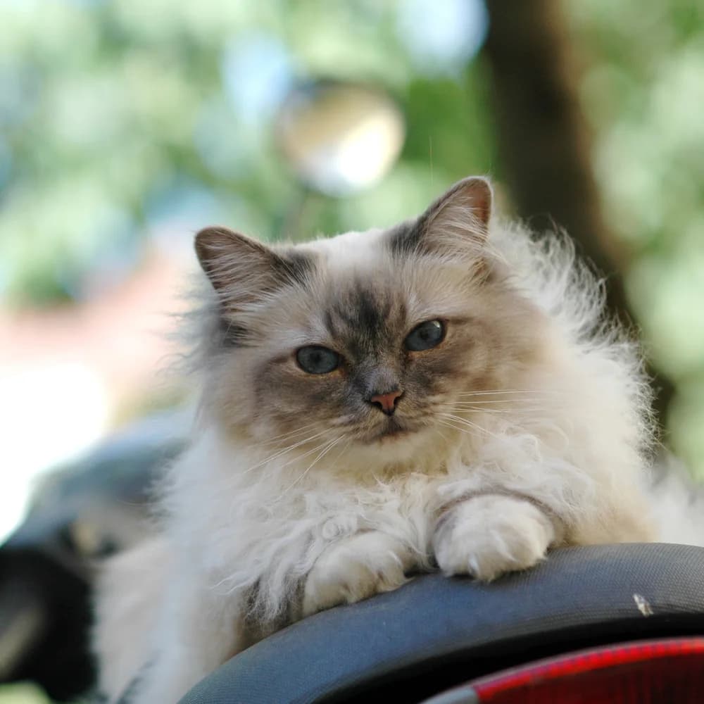 Tabby point Birman lounging with gloved paws visible