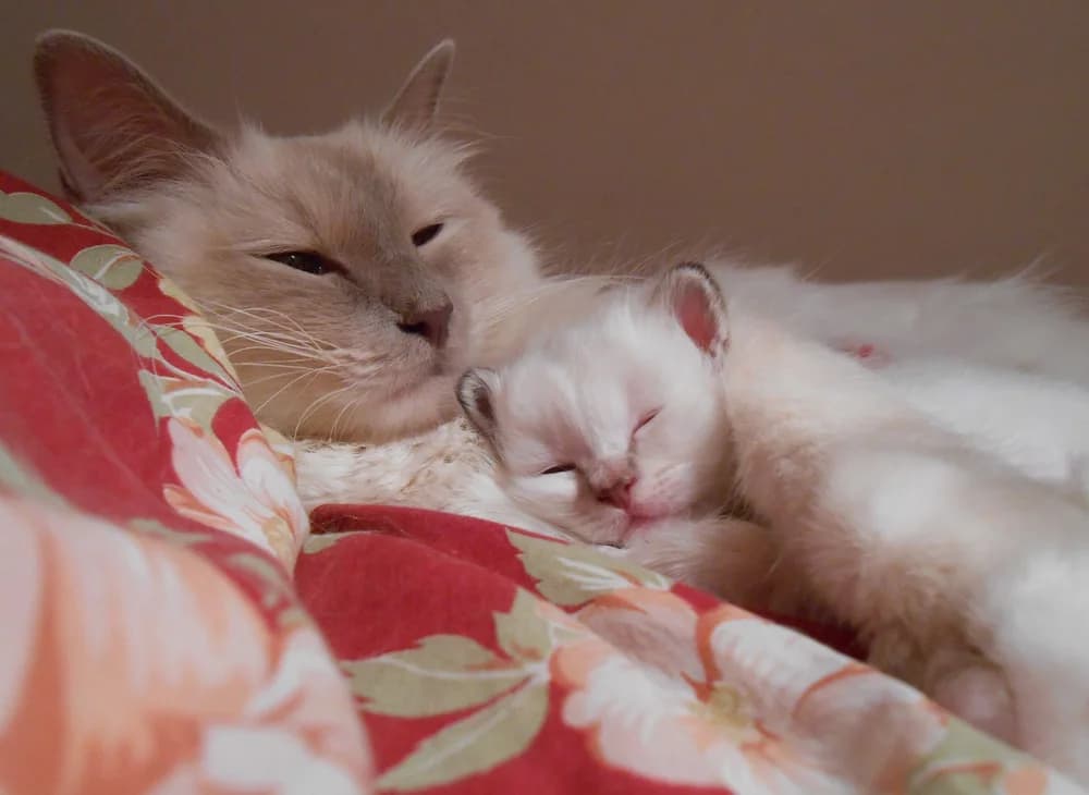 Birman mother with her sleeping kitten