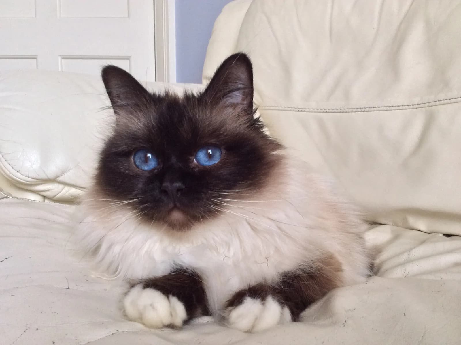 Tallulah, a seal point Birman with blue eyes and the breed's signature white gloves