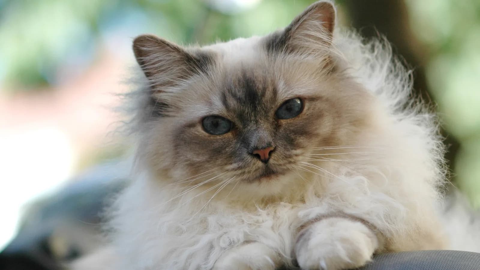 Tabby point Birman with blue eyes and white-gloved paws, the trait that genetically separates it from the Ragdoll