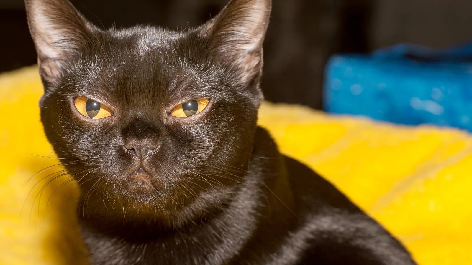 Registered Bombay with blazing copper eyes, the breed's own signature