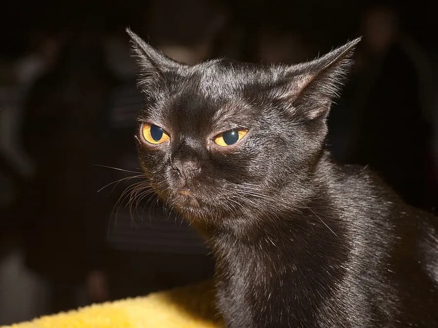 Bombay show cat at a WCF show
