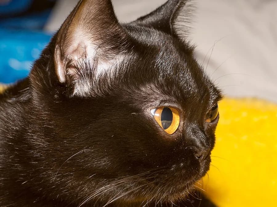Bombay in profile, the panther look