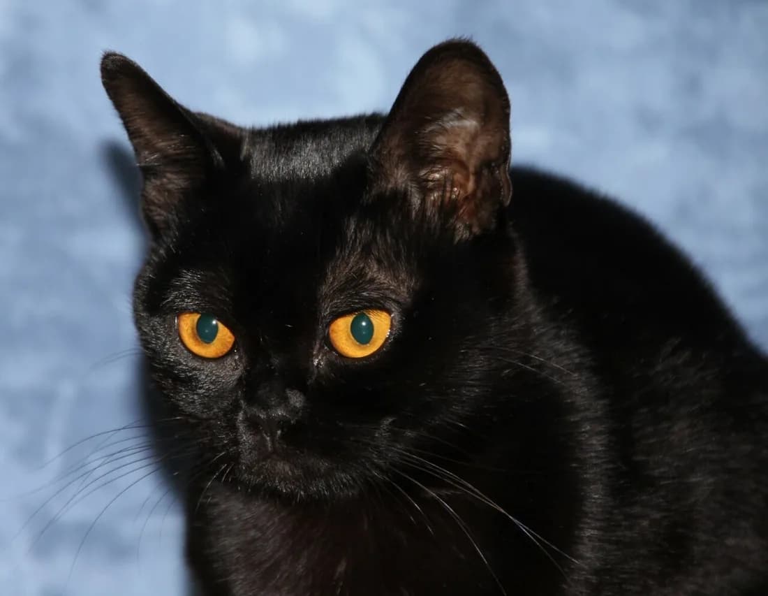 Bombay cat resting