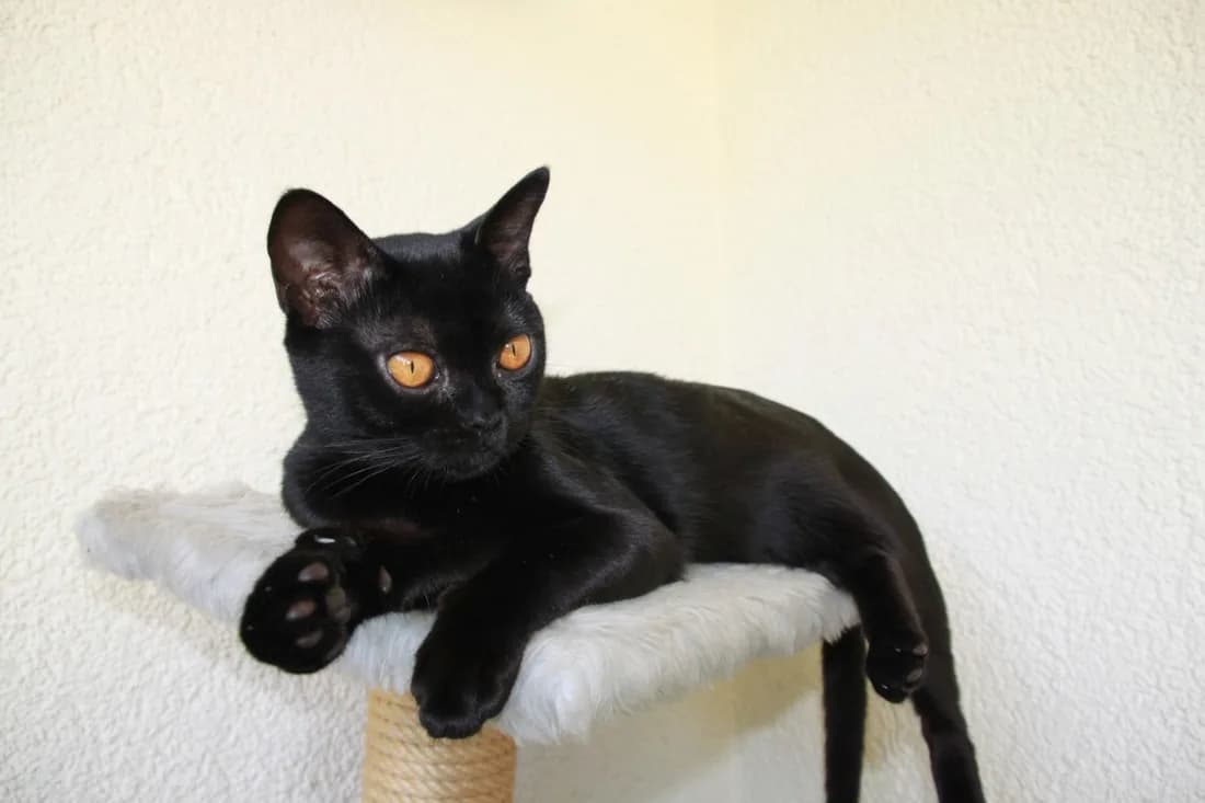 Bombay cat on level ground