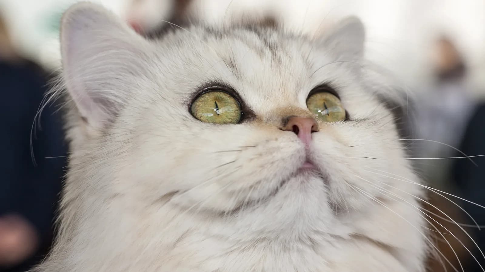 Silver shaded British Longhair looking up, the semi-long coat framing the round British face