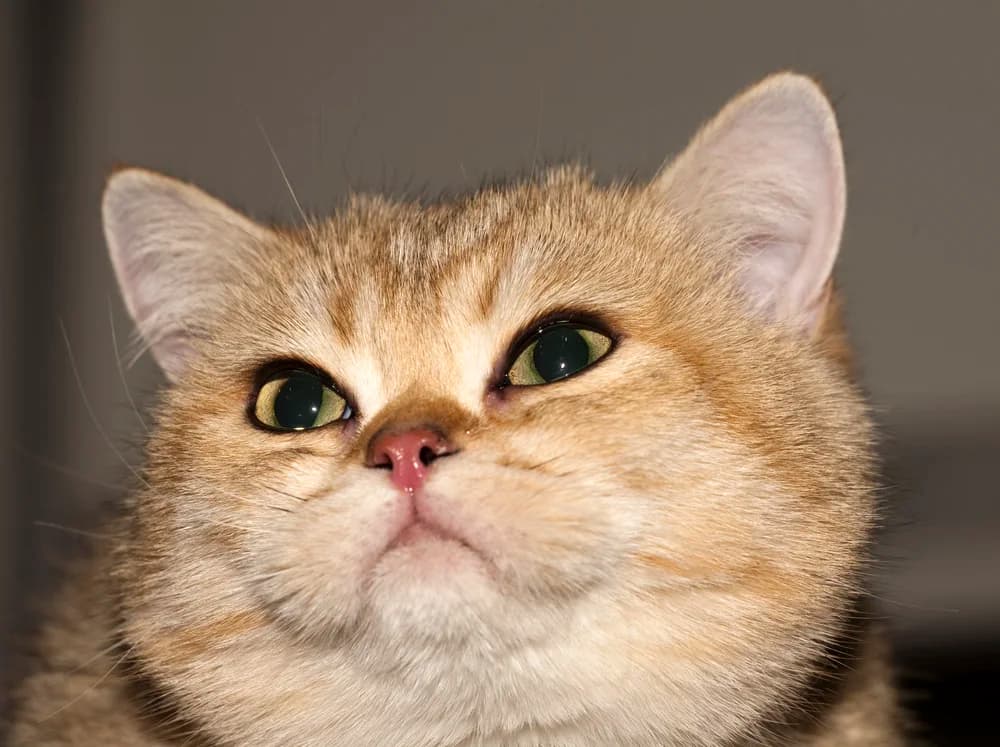 Golden British Shorthair close up, green eyes and full cheeks