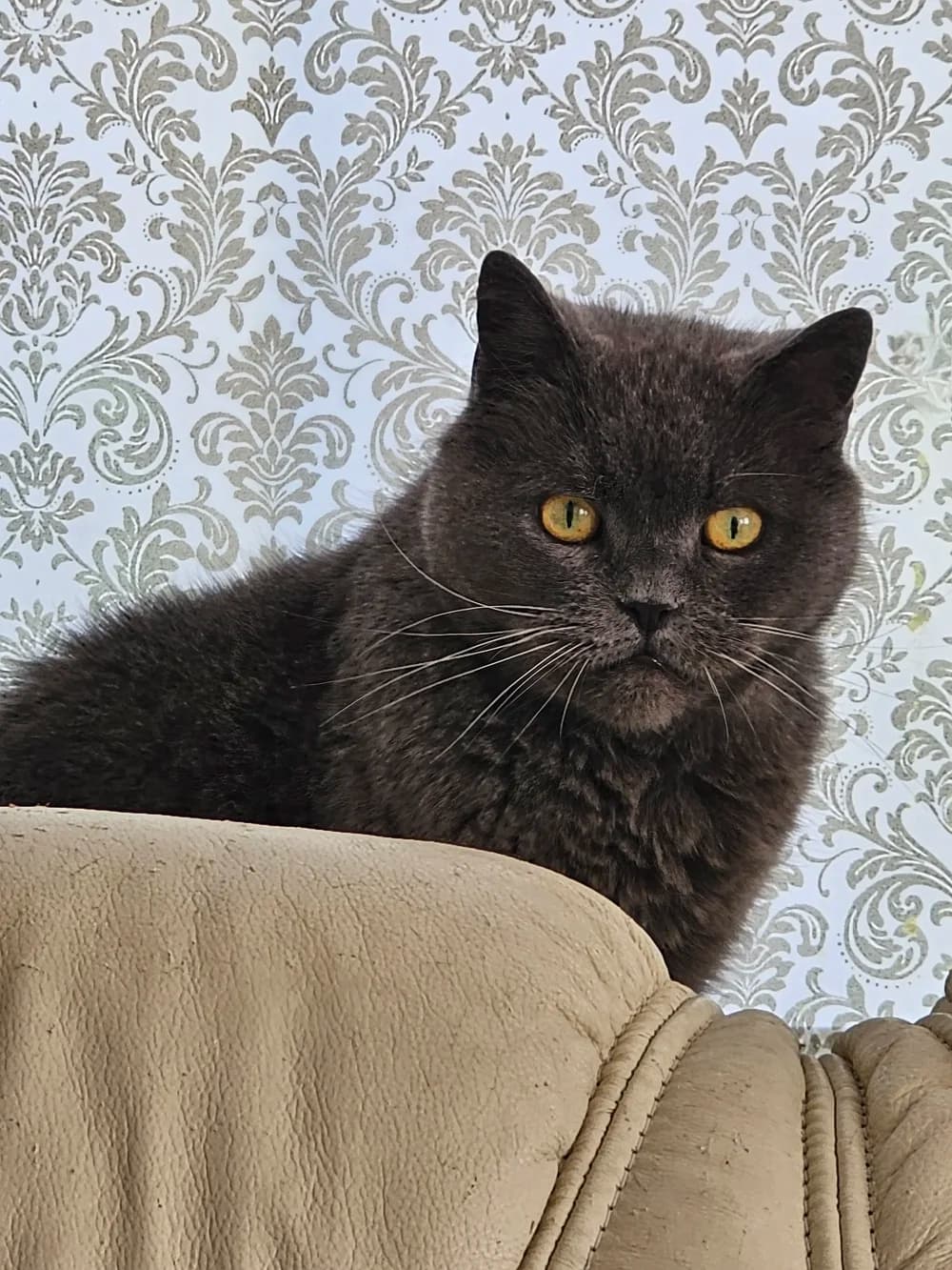 Dark blue British cat with amber eyes resting on a sofa back