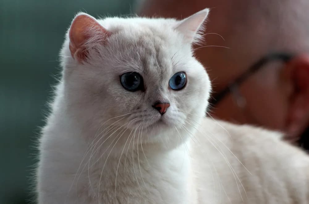 Silver-shaded British Shorthair with blue eyes at a cat show