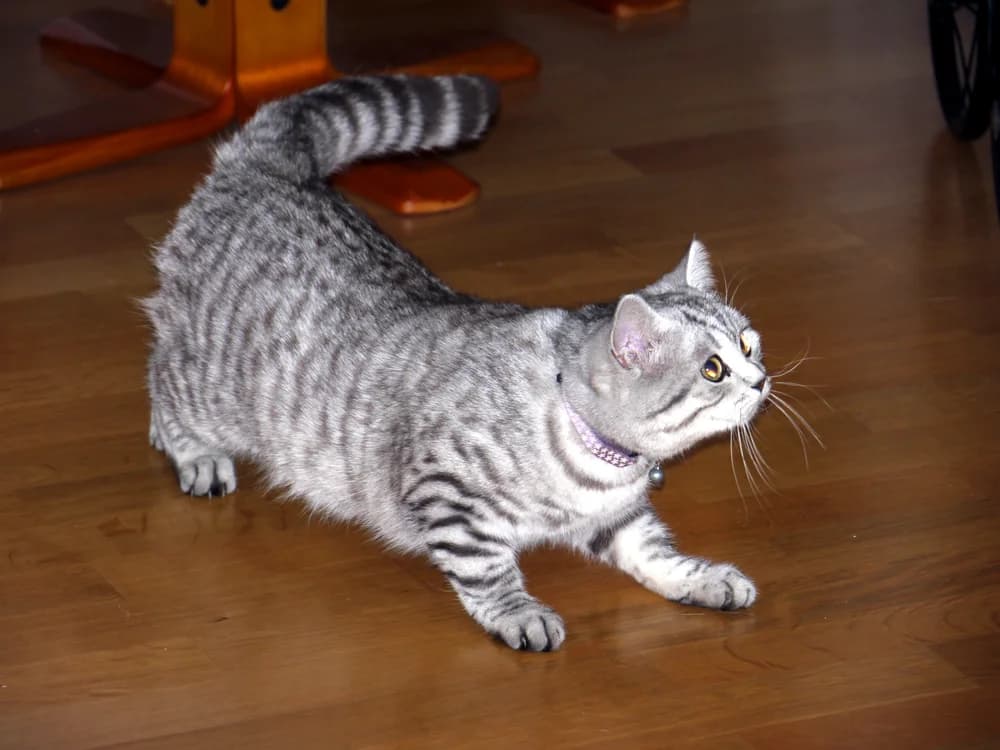 Silver mackerel tabby British Shorthair mid-stretch on a wooden floor