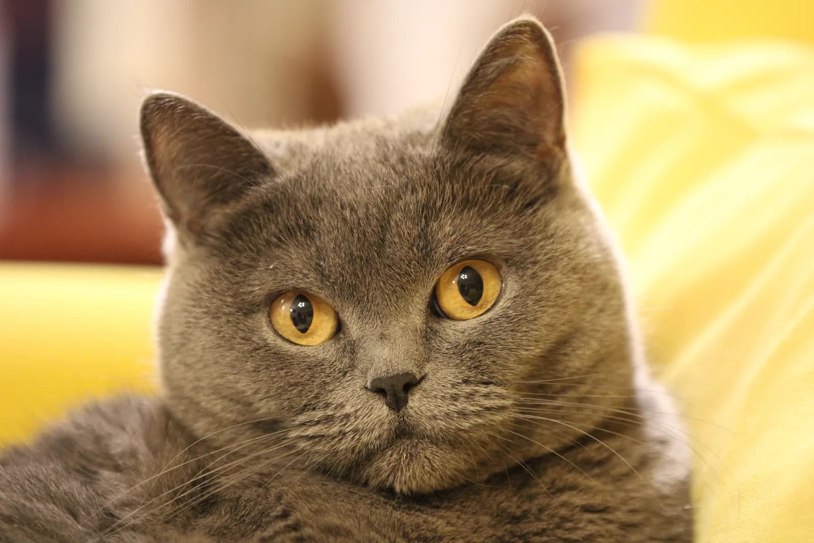 Blue British Shorthair close up, round face and amber eyes against a yellow sofa