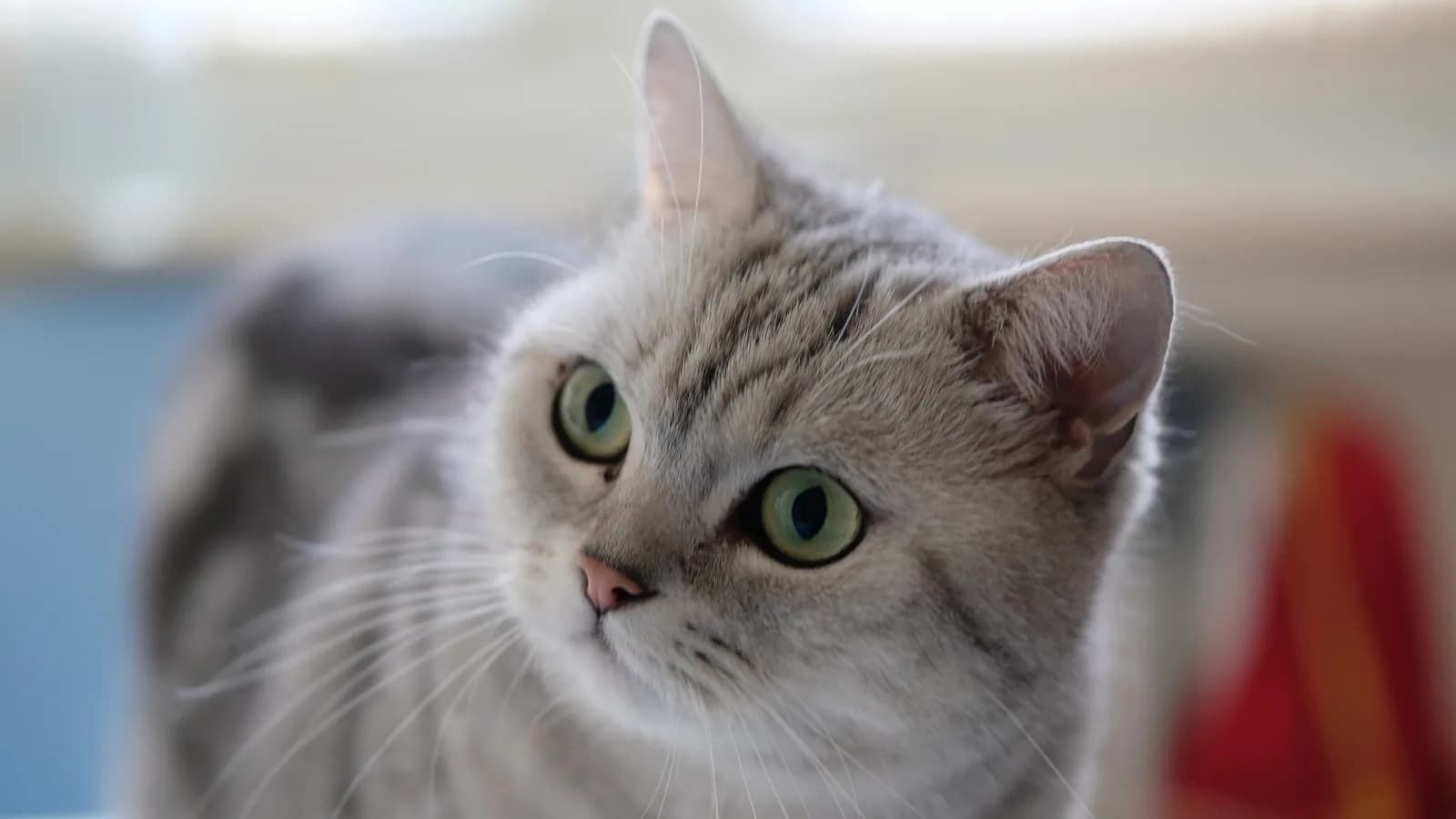 Silver British Shorthair looking straight at the camera, dense plush coat