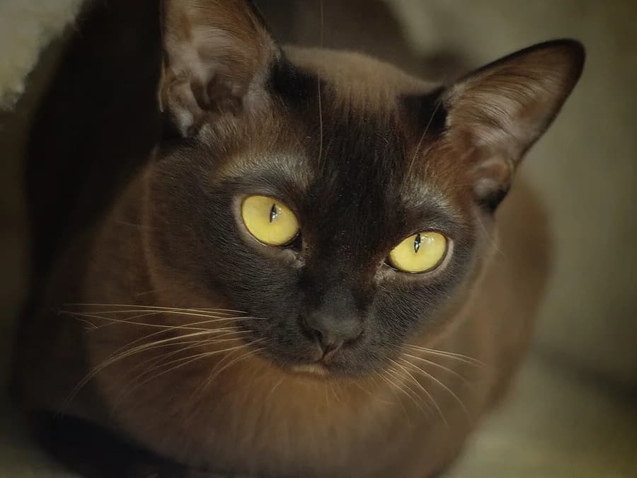 Sable brown Burmese cat close-up, golden eyes and rounded ears
