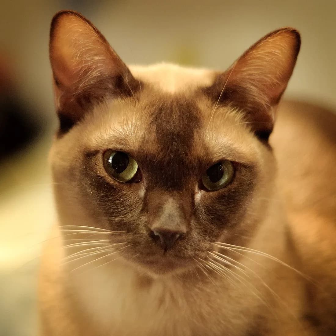 Sable Burmese cat close up, showing its large ears and rounded face