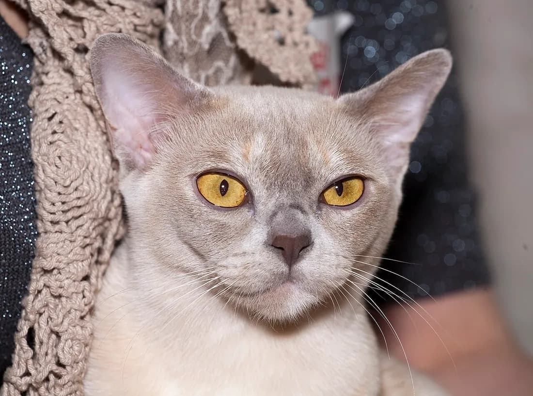 Lilac Burmese cat close up, golden eyes and rounded head, held by its owner