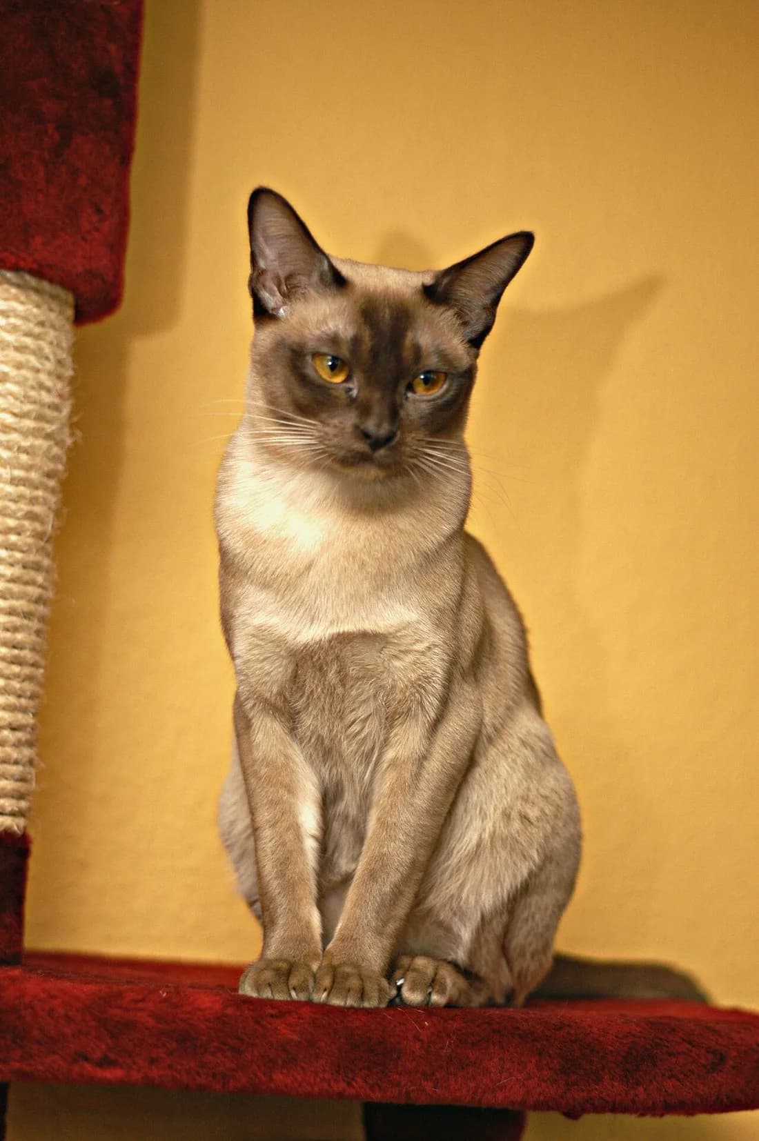 Sable brown Burmese cat sitting upright on a cat tree perch, golden eyes and darker face mask
