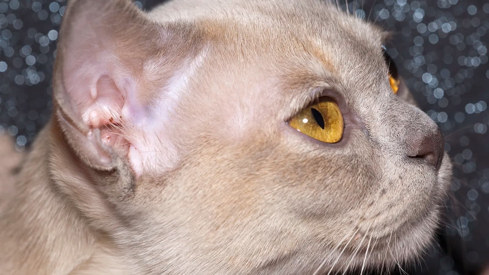 Burmese cat portrait: the compact build, satin coat and golden eyes of the breed the UK life tables rank first