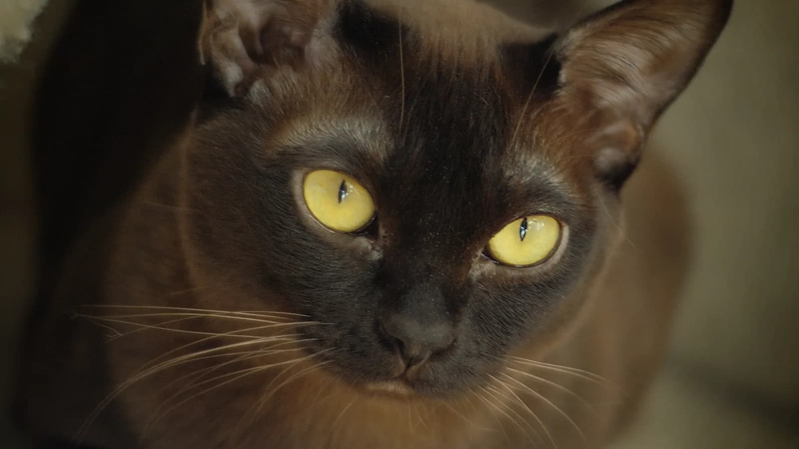 Dark sable Burmese with golden eyes: the deep brown that gets mistaken for black, the mistake this page corrects