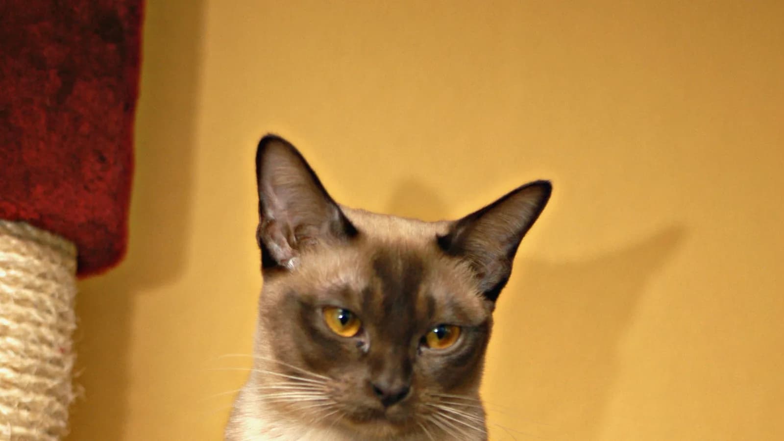 Chocolate Burmese with amber eyes, a color the European chart carries and the American four-color standard does not