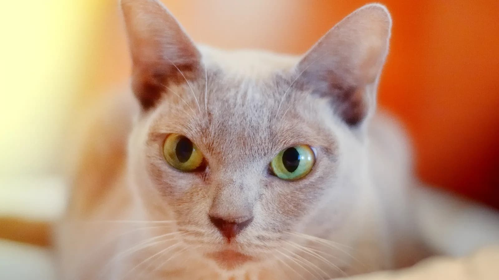 Platinum Burmese face close-up, the short satin coat the allergy question is really about