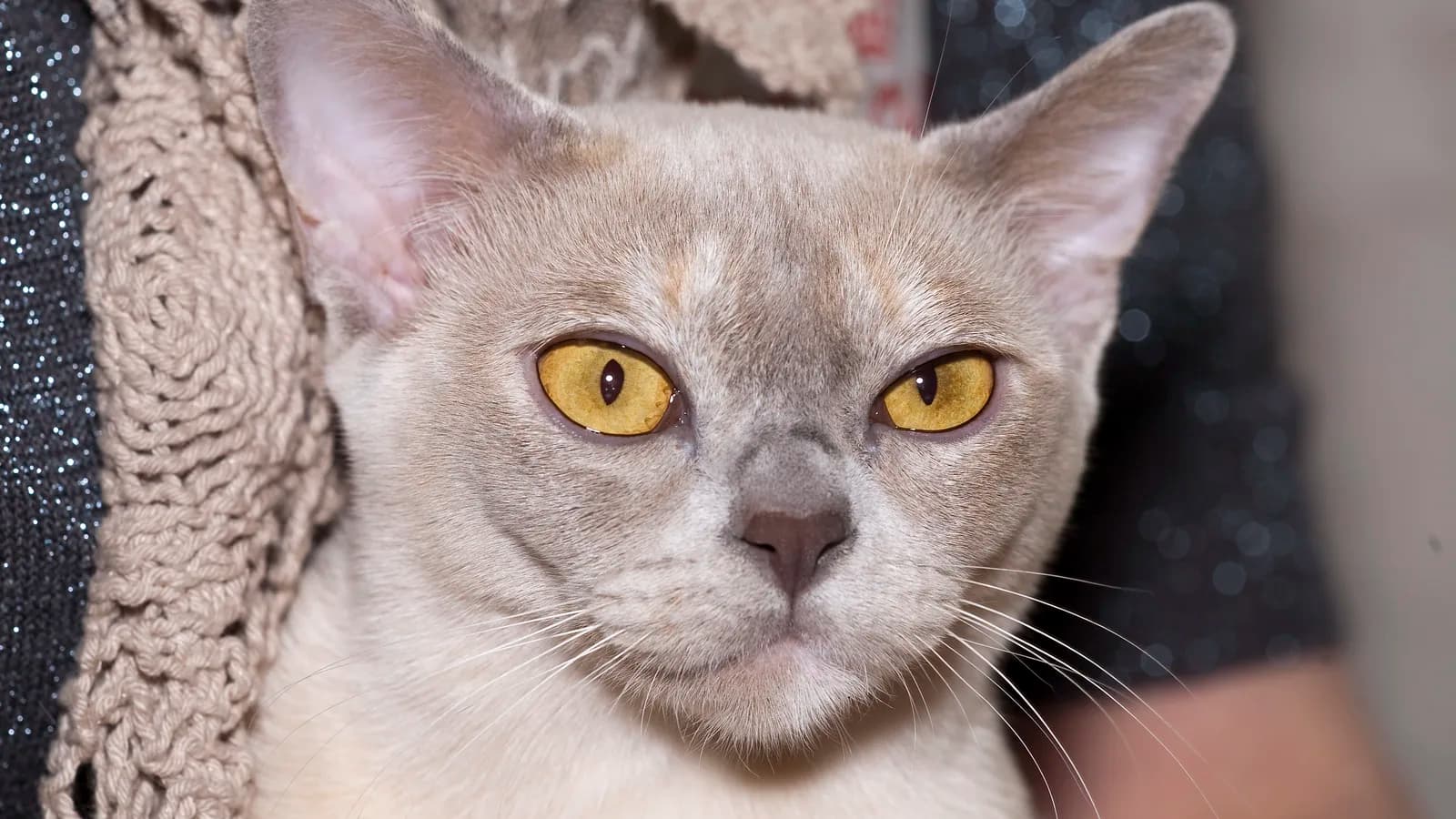 Platinum Burmese with gold eyes: the yellow-to-gold direction that separates a Burmese from the Bombay's copper
