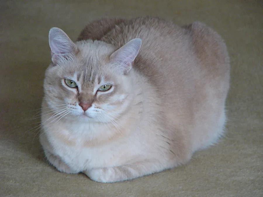 Cream Burmilla loafing on carpet, faint tabby shading and green eyes
