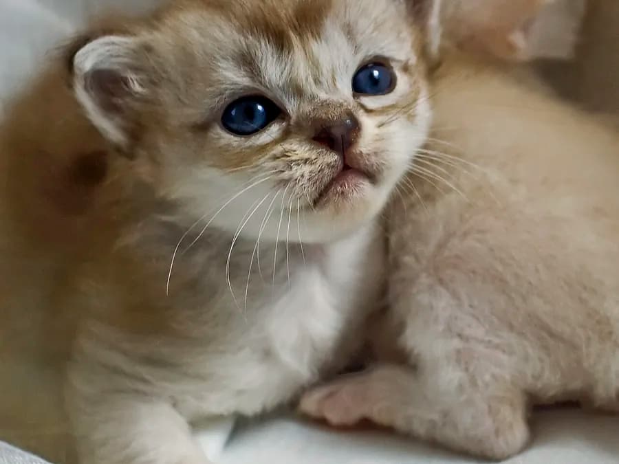 Golden shaded Burmilla kitten with striking blue eyes, close-up beside a paler littermate