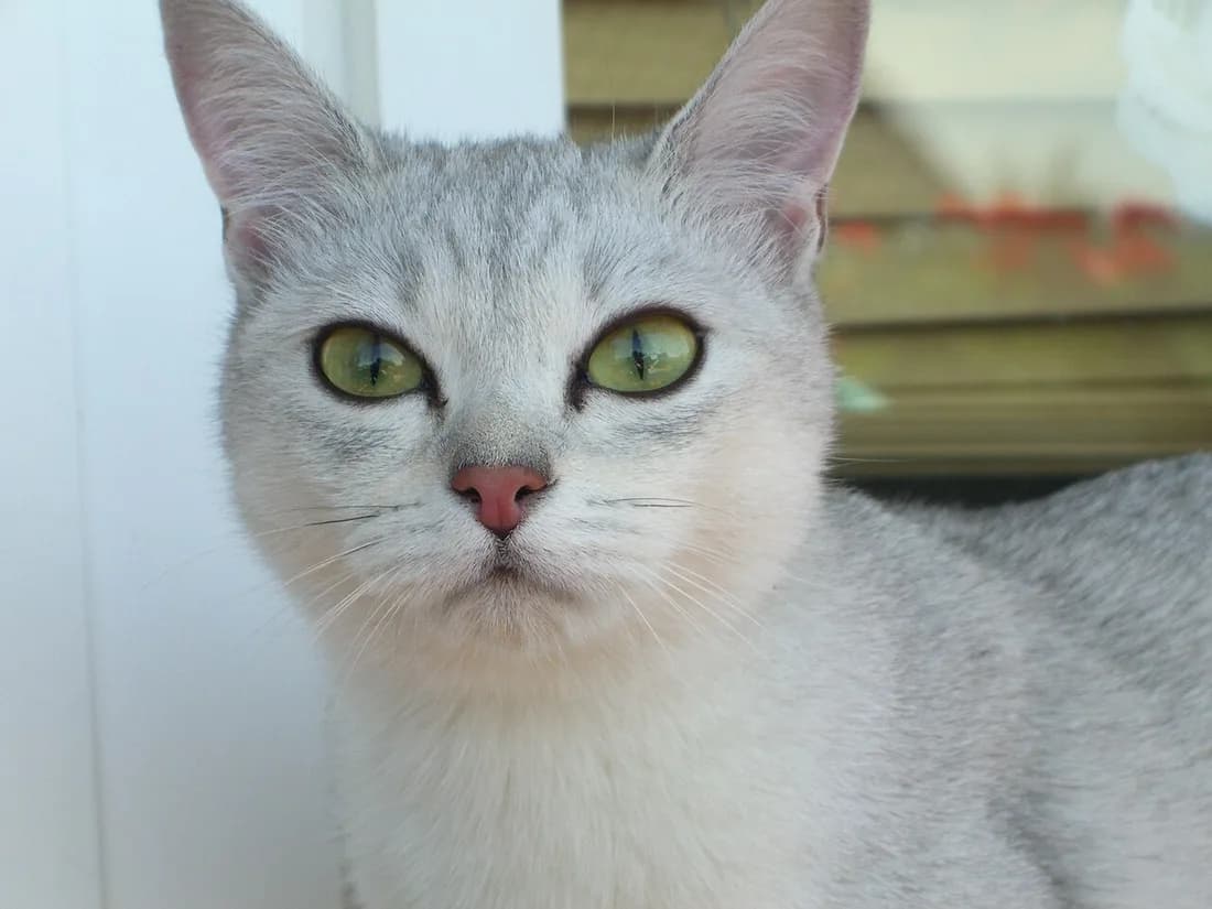 Silver shaded Burmilla close-up, green eyes rimmed in dark eyeliner-like markings