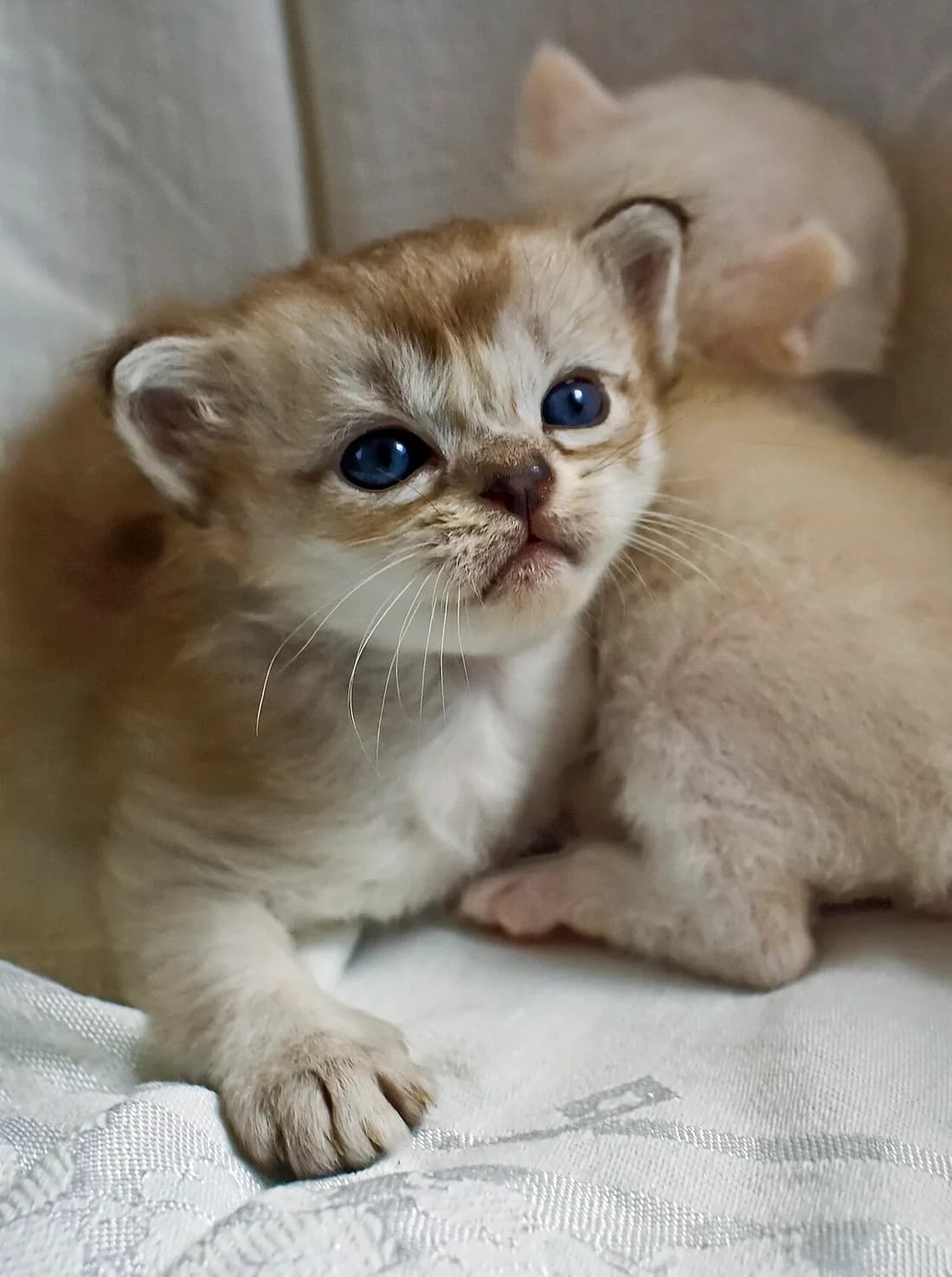 Two tiny cream Burmilla kittens with blue eyes, snuggled together on fabric