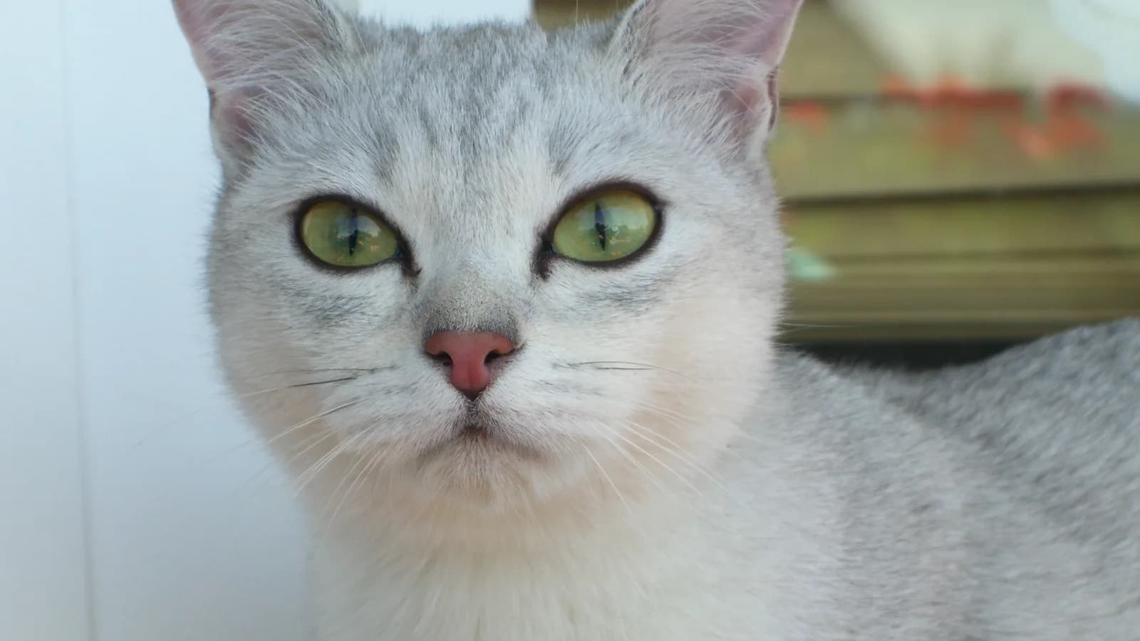 Burmilla face with green eyes and the breed's signature dark eyeliner on the silver coat