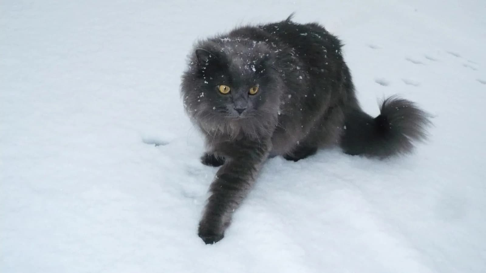 A chocolate semi-longhair Tiffany cat named Kumori photographed in snow in Japan, the breed's classic look