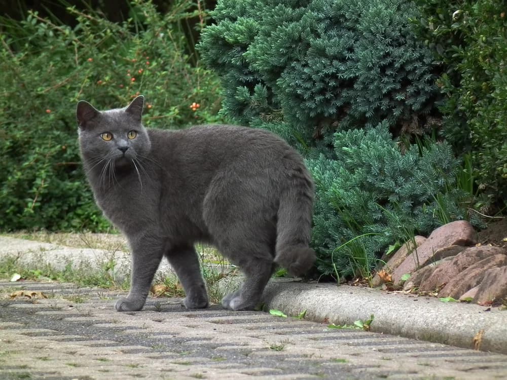 A big male Chartreux, the woolly coat breaking over the shoulders