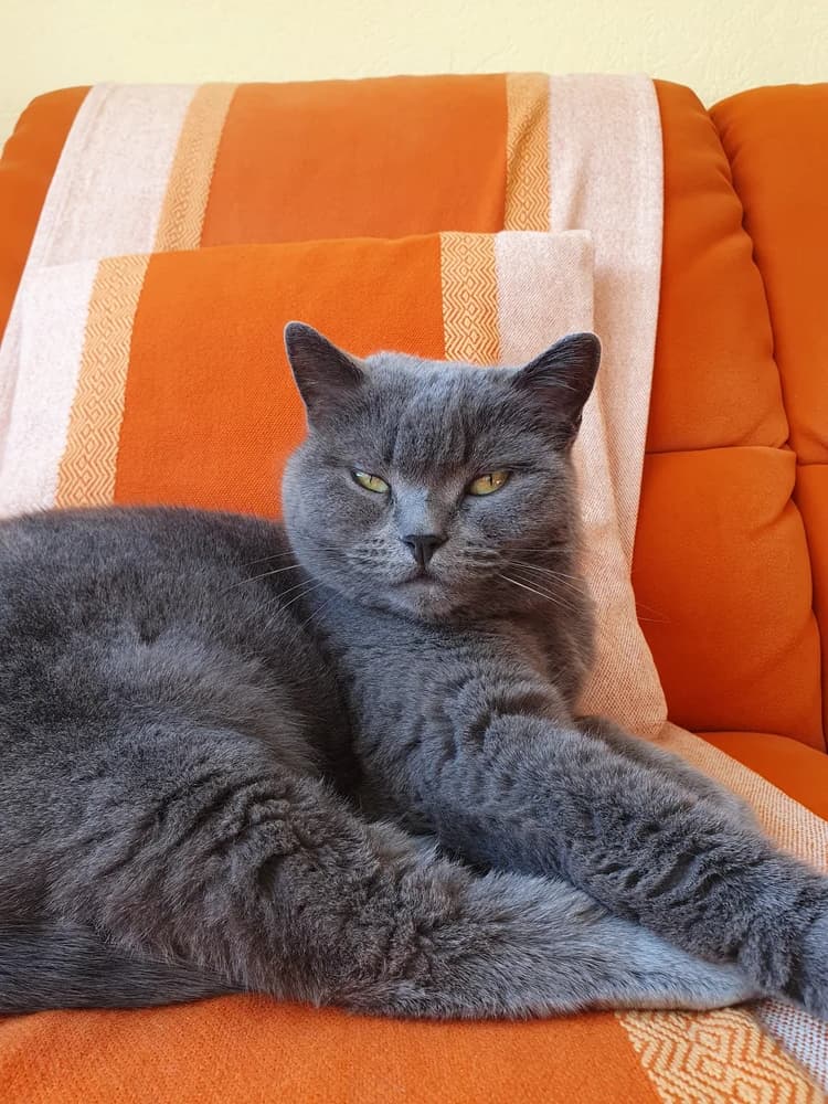 Chartreux lying down, copper eyes against the blue-grey coat