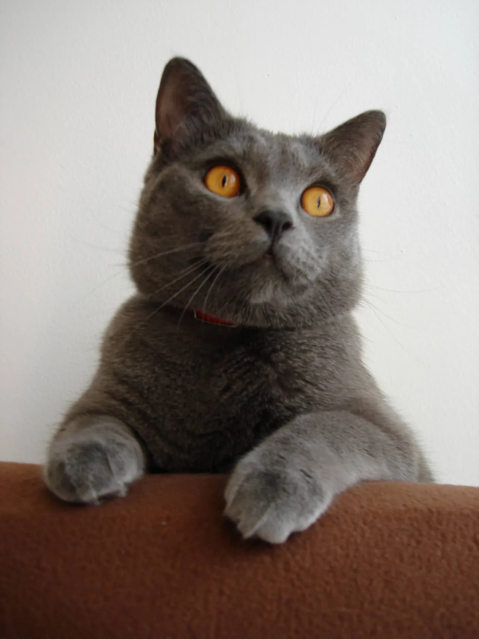 Chartreux with copper eyes and the woolly blue-grey coat, the quiet smile in full view