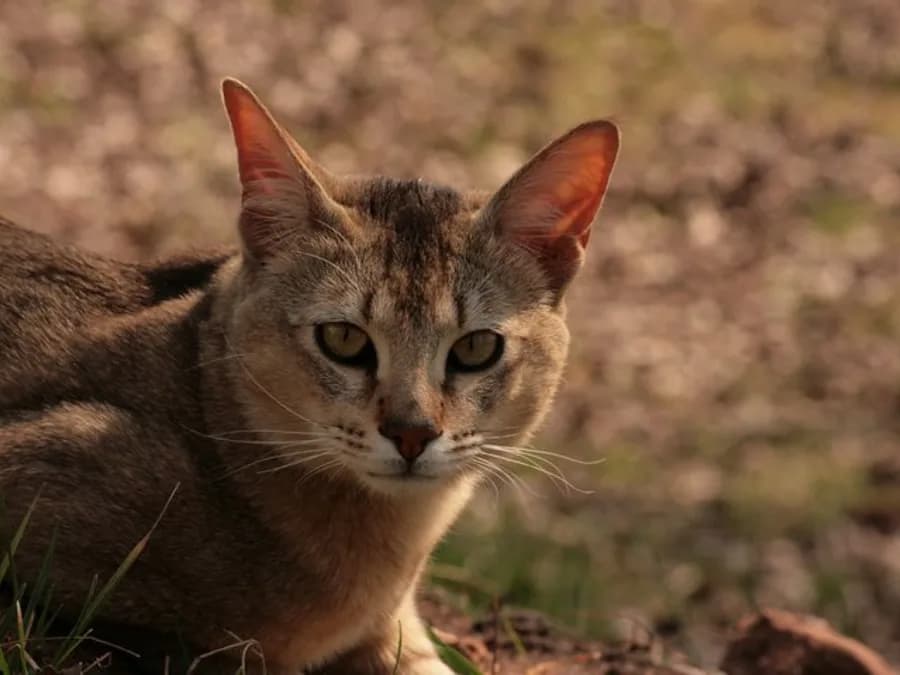 Chausie crouched low in dry grass, tall pointed ears and a wild tabby coat