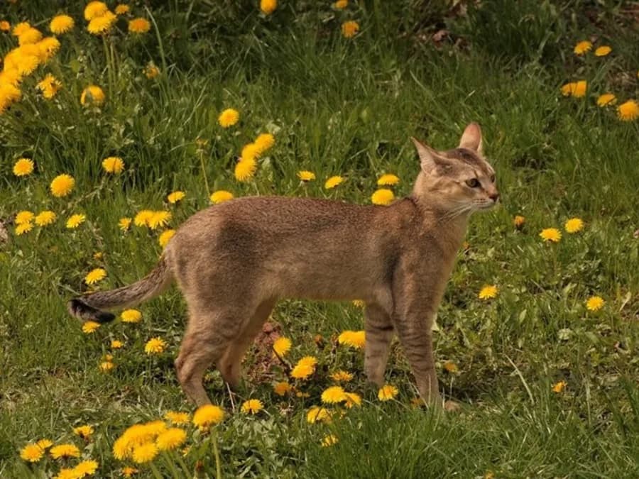 Tall ticked Chausie cat standing in a field of yellow dandelions